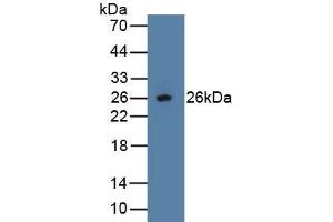 Osteoprotegerin antibody  (AA 1-196)