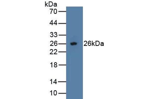 Osteoprotegerin antibody  (AA 1-196)