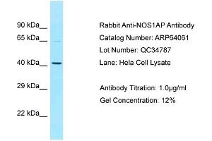 Western Blotting (WB) image for anti-Nitric Oxide Synthase 1 (Neuronal) Adaptor Protein (NOS1AP) (C-Term) antibody (ABIN971273) (NOS1AP antibody  (C-Term))