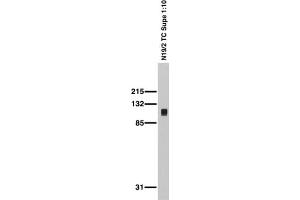 Adult rat brain membrane immunoblot.