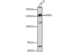 Western blot analysis of extracts of C2C12 cells, using WAPL Rabbit mAb (ABIN7271380) at 1:1000 dilution. (WAPAL antibody)