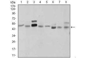 Western blot analysis using SHH mouse mAb against LNCaP (1), HepG2 (2), PANC-1 (3),HeLa (4), SK-N-SH (5), F9 (6), NIH3T3 (7), and COS7 (8) cell lysate. (Sonic Hedgehog antibody  (AA 26-161))