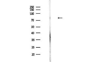 anti-MAP/microtubule Affinity-Regulating Kinase 3 (MARK3) antibody