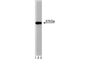 Western blot analysis of Eps8 on a lysate from mouse macrophages (RAW 264. (EPS8 antibody  (AA 628-821))