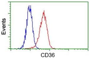 Flow Cytometry (FACS) image for anti-CD36 (CD36) antibody (ABIN1497274) (CD36 antibody)