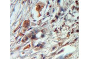 Used in DAB staining on fromalin fixed paraffin-embedded pancreas tissue (SDC4 antibody  (AA 23-149))