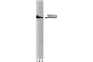 Western Blotting (WB) image for anti-Heat Shock Protein 90 (HSP90) (AA 586-732) antibody (ABIN967958) (HSP90 antibody  (AA 586-732))