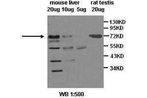 Image no. 2 for anti-Scavenger Receptor Class B, Member 1 (SCARB1) antibody (ABIN791178)