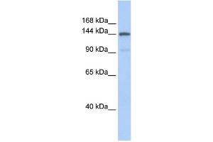WB Suggested Anti-COL1A2 Antibody Titration: 0.