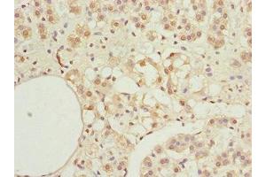 Immunohistochemistry of paraffin-embedded human adrenal gland tissue using ABIN7156132 at dilution of 1:100