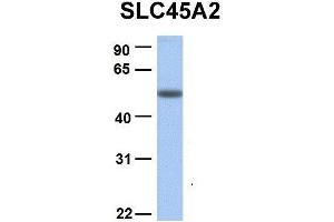 Host:  Rabbit  Target Name:  SLC45A2  Sample Type:  Human Adult Placenta  Antibody Dilution:  1. (SLC45A2 antibody  (C-Term))