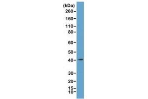 Western blot of acid extracts from K562 cells, using recombinant MacroH2A. (Recombinant H2AFY antibody  (C-Term))