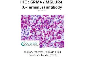 Image no. 2 for anti-Glutamate Receptor, Metabotropic 4 (GRM4) (C-Term) antibody (ABIN1735271)