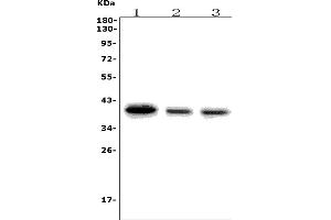 Western blot analysis of SLBP using anti-SLBP antibody (ABIN7600074).