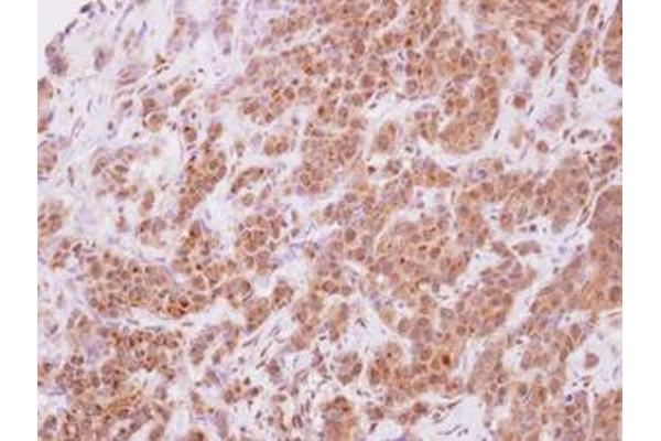 STYXL1 antibody  (AA 1-313)