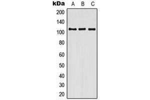 Western blot analysis of Contactin 3 expression in HEK293T (A), SP2/0 (B), H9C2 (C) whole cell lysates. (CNTN3 antibody  (Center))