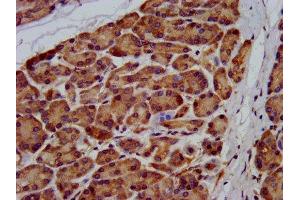 IHC image of ABIN7174292 diluted at 1:200 and staining in paraffin-embedded human pancreatic tissue performed on a Leica BondTM system. (USP24 antibody  (C-Term))