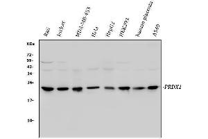 Western blot analysis of Peroxiredoxin 1 using anti-Peroxiredoxin 1 antibody (ABIN3043903). (Peroxiredoxin 1 antibody  (Middle Region))
