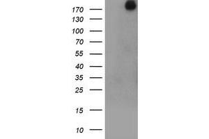Image no. 1 for anti-Ubiquitin Specific Peptidase 9, X-Linked (USP9X) (AA 2246-2570) antibody (ABIN1491229) (USP9X antibody  (AA 2246-2570))