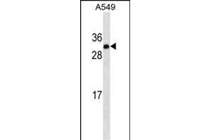 IGF2 Antibody ABIN1539926 western blot analysis in A549 cell line lysates (35 μg/lane). (IGF2 antibody  (AA 39-68))