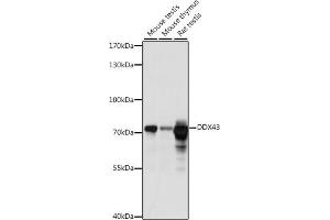 Western blot analysis of extracts of various cell lines, using DDX43 antibody (ABIN7266697) at 1:1000 dilution. (DDX43 antibody  (AA 429-648))