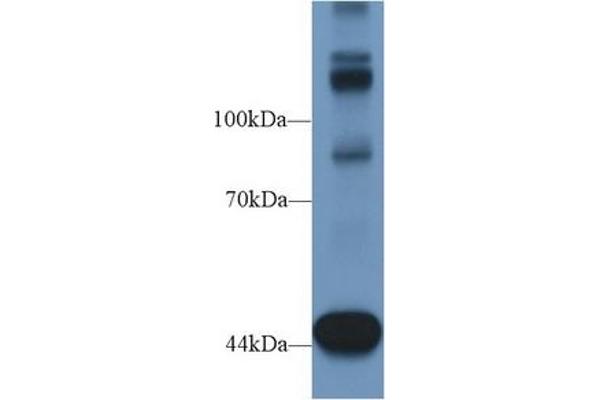 Tensin 1 anticorps  (AA 4-307)