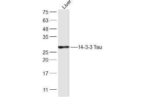 Rat Liver lysates probed with 14-3-3 Tau Polyclonal Antibody, Unconjugated  at 1:300 dilution and 4˚C overnight incubation. (14-3-3 theta antibody  (AA 31-130))
