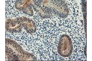 Image no. 5 for anti-NIF3 NGG1 Interacting Factor 3-Like 1 (NIF3L1) antibody (ABIN1496615) (NIF3L1 antibody)