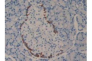 Detection of PDL2 in Rat Pancreas Tissue using Polyclonal Antibody to Programmed Cell Death Protein 1 Ligand 2 (PDL2) (PDCD1LG2 antibody  (AA 21-268))