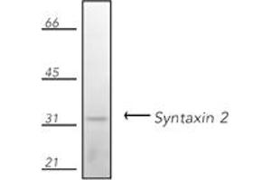 Western blot analysis of human Jurkat cell lysate, probed with Syntaxin 2 pAb. (STX2 antibody  (N-Term))