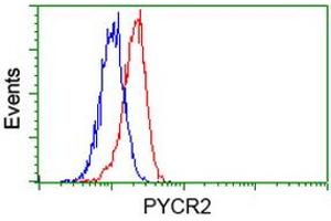 Image no. 3 for anti-Pyrroline-5-Carboxylate Reductase Family, Member 2 (PYCR2) antibody (ABIN1499983)