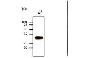Anti-Rabll Ab at 1/500 dilution, Hepa cell line lysates at 100 µg per Iane, rabbit polyclonal to goat lµg (HRP) at 1/10,000 dilution, (RAB32 antibody  (C-Term))