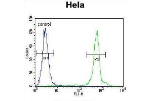 UQCRFS1 Antibody (C-term) flow cytometric analysis of Hela cells (right histogram) compared to a negative control cell (left histogram). (UQCRFS1 (Complex III Subunit Rieske) (AA 188-217), (C-Term) antibody)