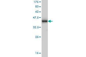 Multimerin 1 antibody  (AA 291-390)