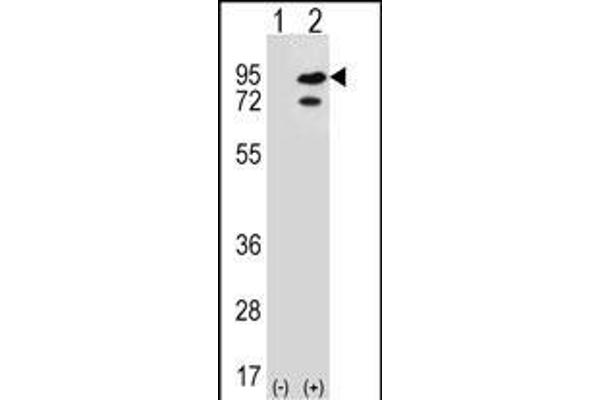 SNRK 抗体  (AA 320-349)
