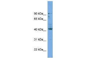 WB Suggested Anti-HOXB3  Antibody Titration: 0. (HOXB3 antibody  (Middle Region))