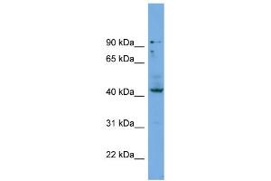 WB Suggested Anti-HOXB3  Antibody Titration: 0.