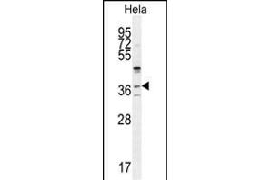 SELV Antibody (C-term) (ABIN655287 and ABIN2844877) western blot analysis in Hela cell line lysates (35 μg/lane). (Selenoprotein V antibody  (C-Term))