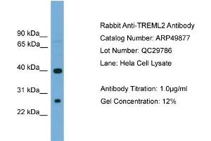 WB Suggested Anti-TREML2  Antibody Titration: 0. (TREML2 antibody  (N-Term))