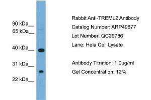 WB Suggested Anti-TREML2  Antibody Titration: 0. (TREML2 antibody  (N-Term))