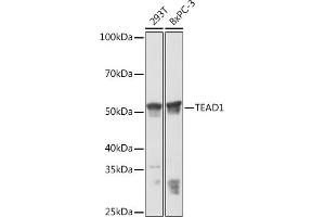 Western blot analysis of extracts of various cell lines, using TE Rabbit mAb (ABIN7270753) at 1:3000 dilution.