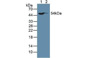 Western blot analysis of (1) Human HeLa cells and (2) Human MCF-7 Cells.