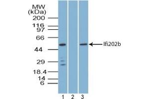 Image no. 1 for anti-Interferon Activated Gene 202B (Ifi202b) (AA 250-300) antibody (ABIN960219) (Ifi202b antibody  (AA 250-300))