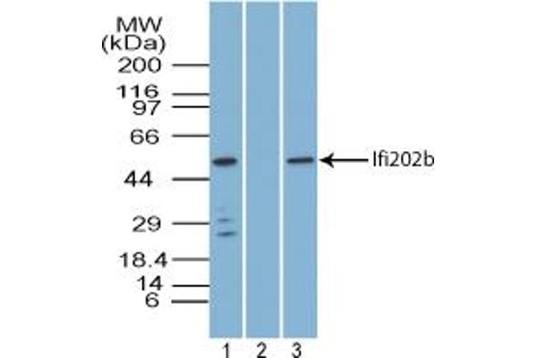 Ifi202b 抗体  (AA 250-300)