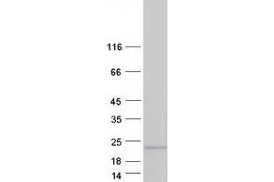Validation with Western Blot (PRAP1 Protein (Transcript Variant 2) (Myc-DYKDDDDK Tag))