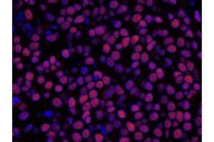 Immunofluorescence (IF) image for anti-Histone Deacetylase 2 (HDAC2) (C-Term) antibody (ABIN7448973) (HDAC2 antibody  (C-Term))