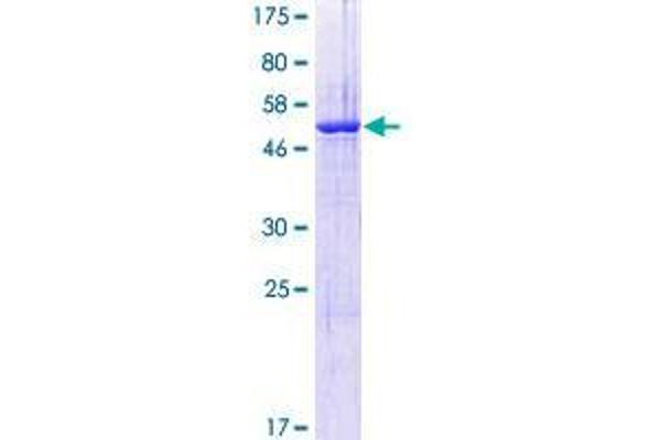Spindlin 1 Protein (SPIN1) (AA 1-262) (GST tag)