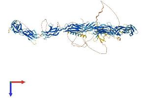 Fibronectin Type III Domain Containing 3B (FNDC3B) (AA 1-1204) protein (His tag)