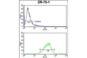 COX6A1 Antibody (Center) (ABIN653100 and ABIN2842691) FC analysis of ZR-75-1 cells (bottom histogram) compared to a negative control cell (top histogram). (COX6A1 antibody  (AA 50-78))