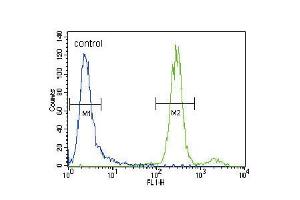 Flow cytometric analysis of CEM cells (right histogram) compared to a negative control cell (left histogram). (HGF antibody  (C-Term))